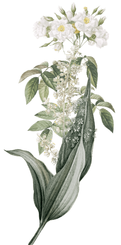 ornamen-01